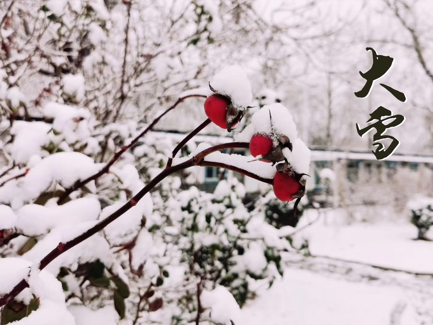 大雪 ▎萬象曉一色，皓然天地中