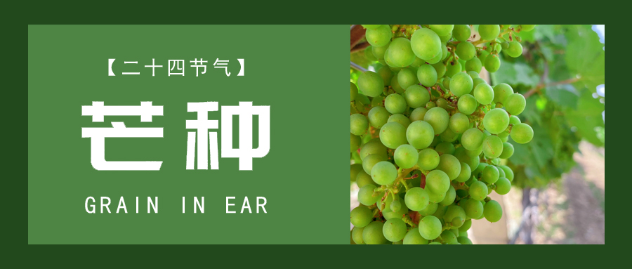 芒種 ▎忙終有獲，種得其所