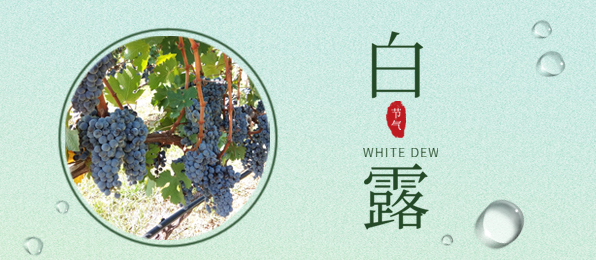 白露 ▎葡園循風，奔赴一場秋色