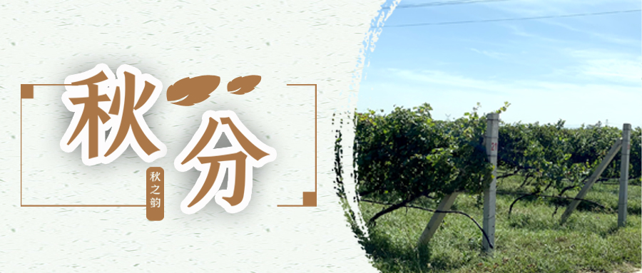 秋分 ▎秋分載萬物，葡園話豐收